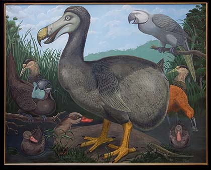420x339 Images Of Nature Natural History Museum Opens New Permanent Art - Dodo Bird Painting