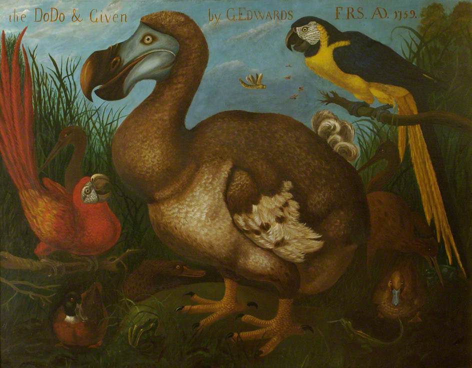 944x736 Painting Of The Dodo Art Uk - Dodo Bird Painting