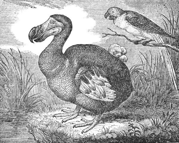 600x478 The Mauritius Dodo (Raphus Cucullatus). A Now Extinct Flightless - Dodo Bird Painting