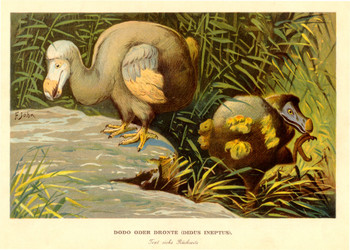 350x250 The Dodo's Tale - Dodo Bird Painting