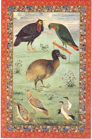 320x480 The Dodo (Raphus Cucullatus) Taxidermy. - Dodo Bird Painting