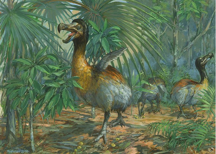 700x500 The Extinct Dodo Bird Greeting Card For Sale By Ace Coinage - Dodo Bird Painting