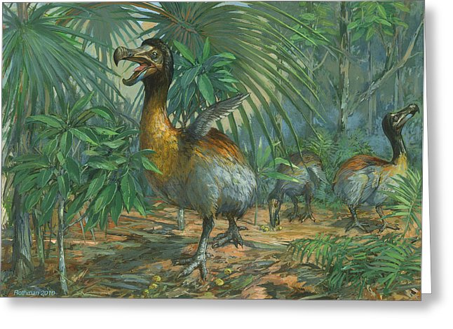 646x470 The Extinct Dodo Bird Painting By Ace Coinage Painting By Michael - Dodo Bird Painting