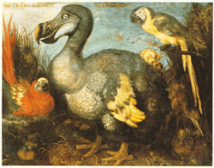 300x236 The Last Of Their Kind The Dodo Bird Factoids Paw Prints - Dodo Bird Painting