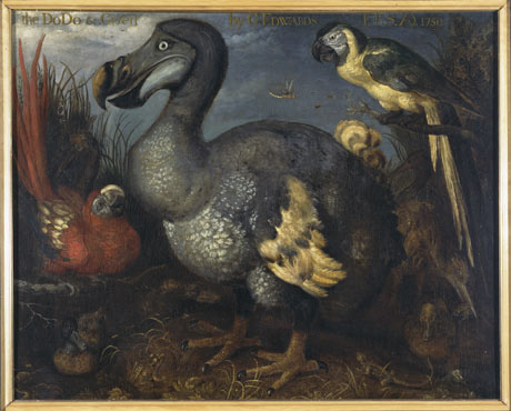 460x370 The Famous Dodo Painting And Its Modern Translation Lewis - Dodo Bird Painting