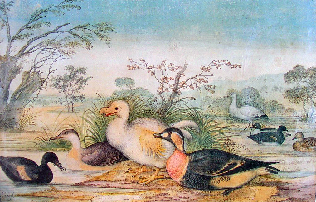 1013x648 Filereunion Dodo.jpg - Dodo Painting