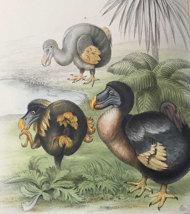 621x700 Memoir On The Dodo Beckett, Books And Biscuits University - Dodo Painting