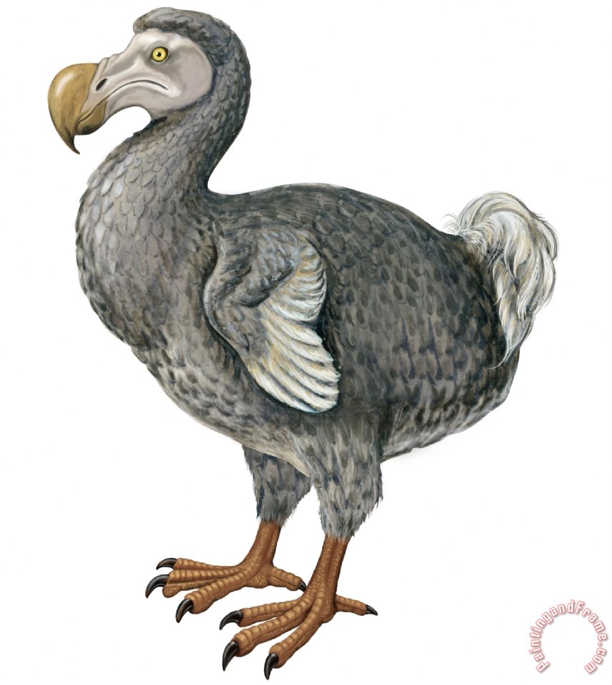 857x960 Others Dodo Painting - Dodo Painting