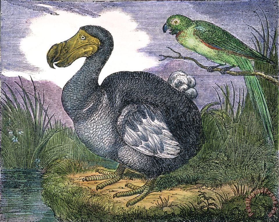 960x765 Others The Mauritius Dodo Painting - Dodo Painting