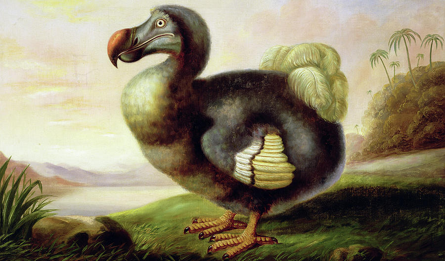 900x529 Study Of A Dodo Painting By F Hart - Dodo Painting