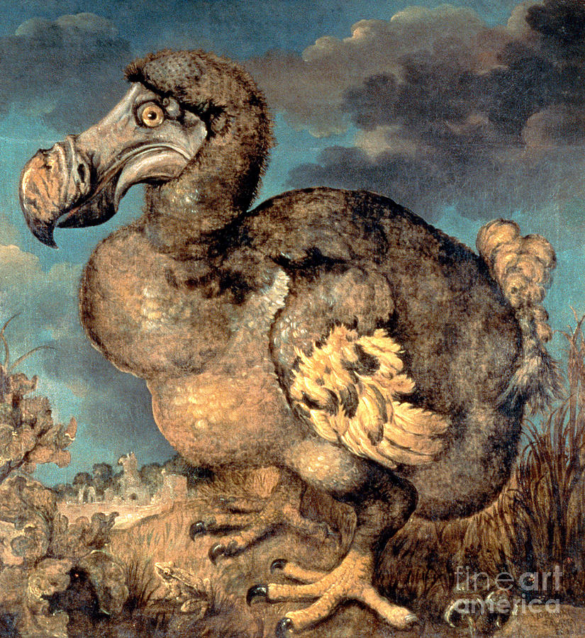 825x900 The Dodo, 1651 Painting By Hans Savery I - Dodo Painting