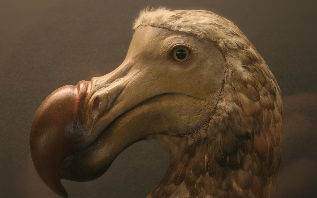 1020x636 The Dodo Didn'T Look Like You Think It Does - Dodo Painting