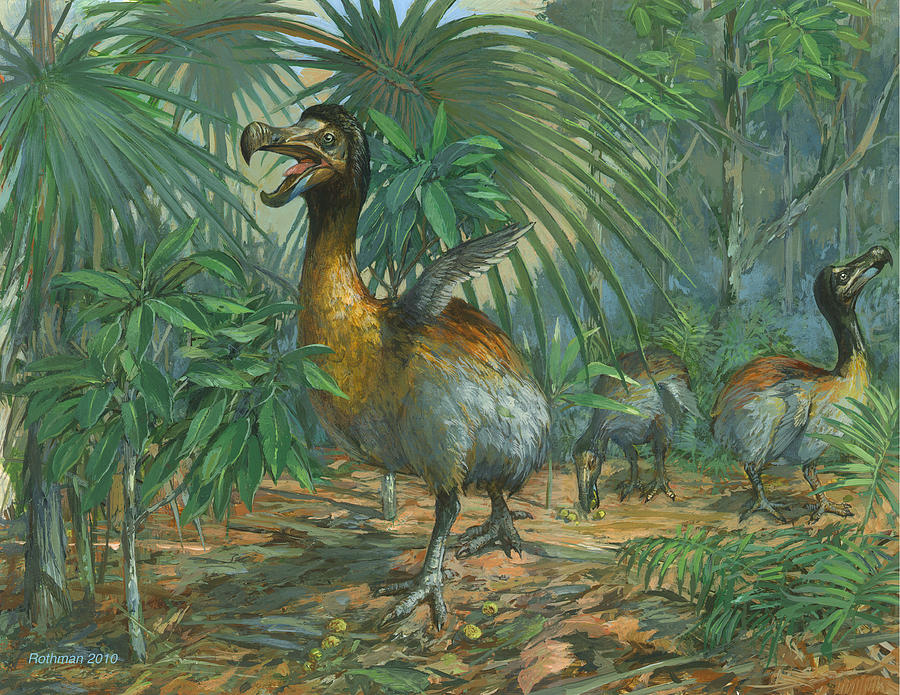 900x695 The Extinct Dodo Bird Painting By Ace Coinage Painting By Michael - Dodo Painting