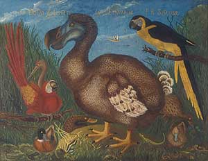 300x232 The Learning Zone Extinct Amp Endangered - Dodo Painting