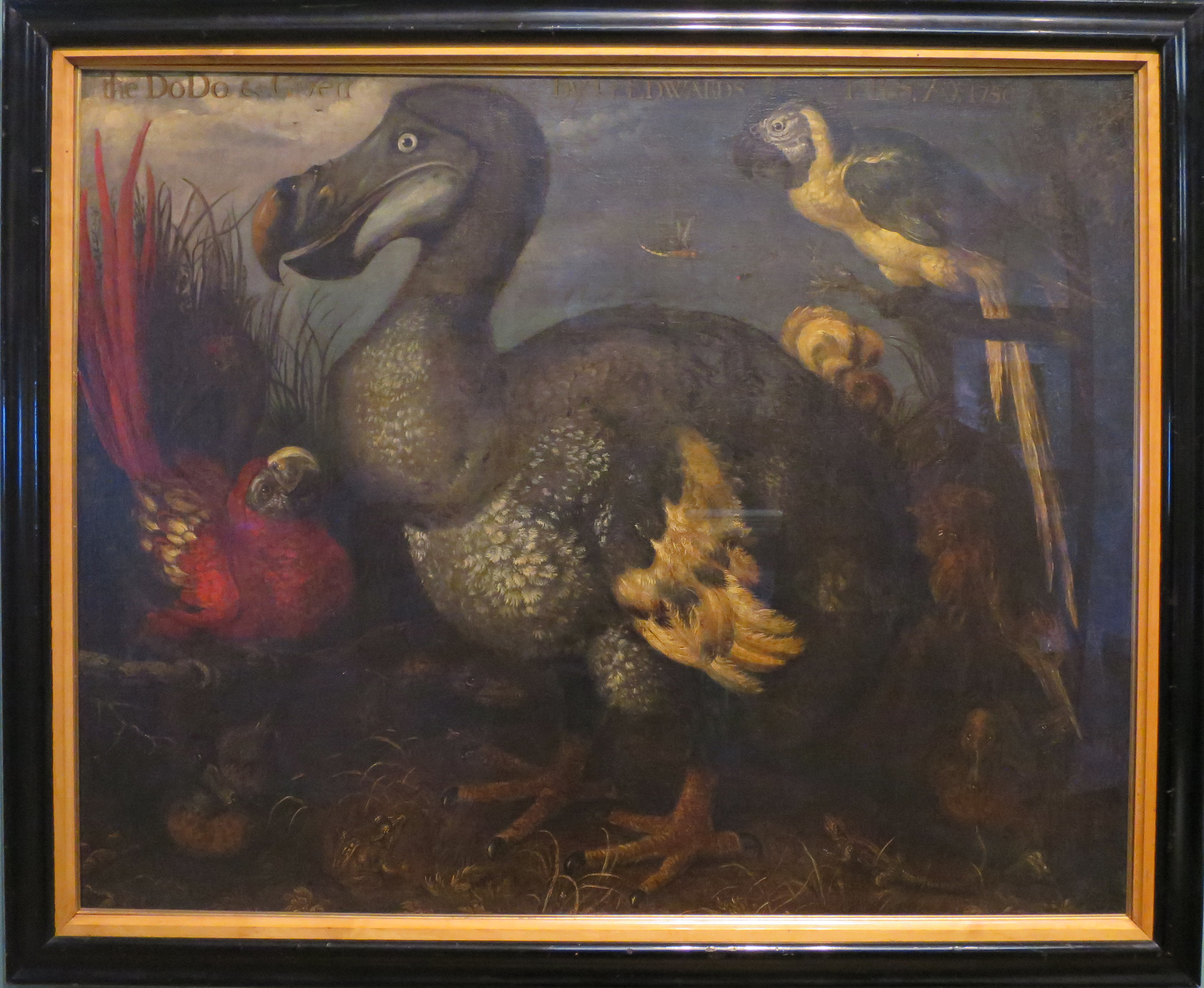 3254x2671 Dead As A Dodo The Return Of Native Nordic Fauna - Dodo Painting