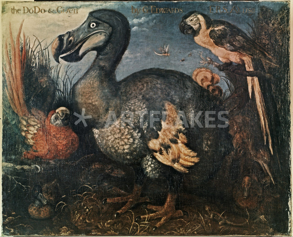 950x767 Dodo Painting By Edwards 1759 Picture Art Prints And Posters - Dodo Painting