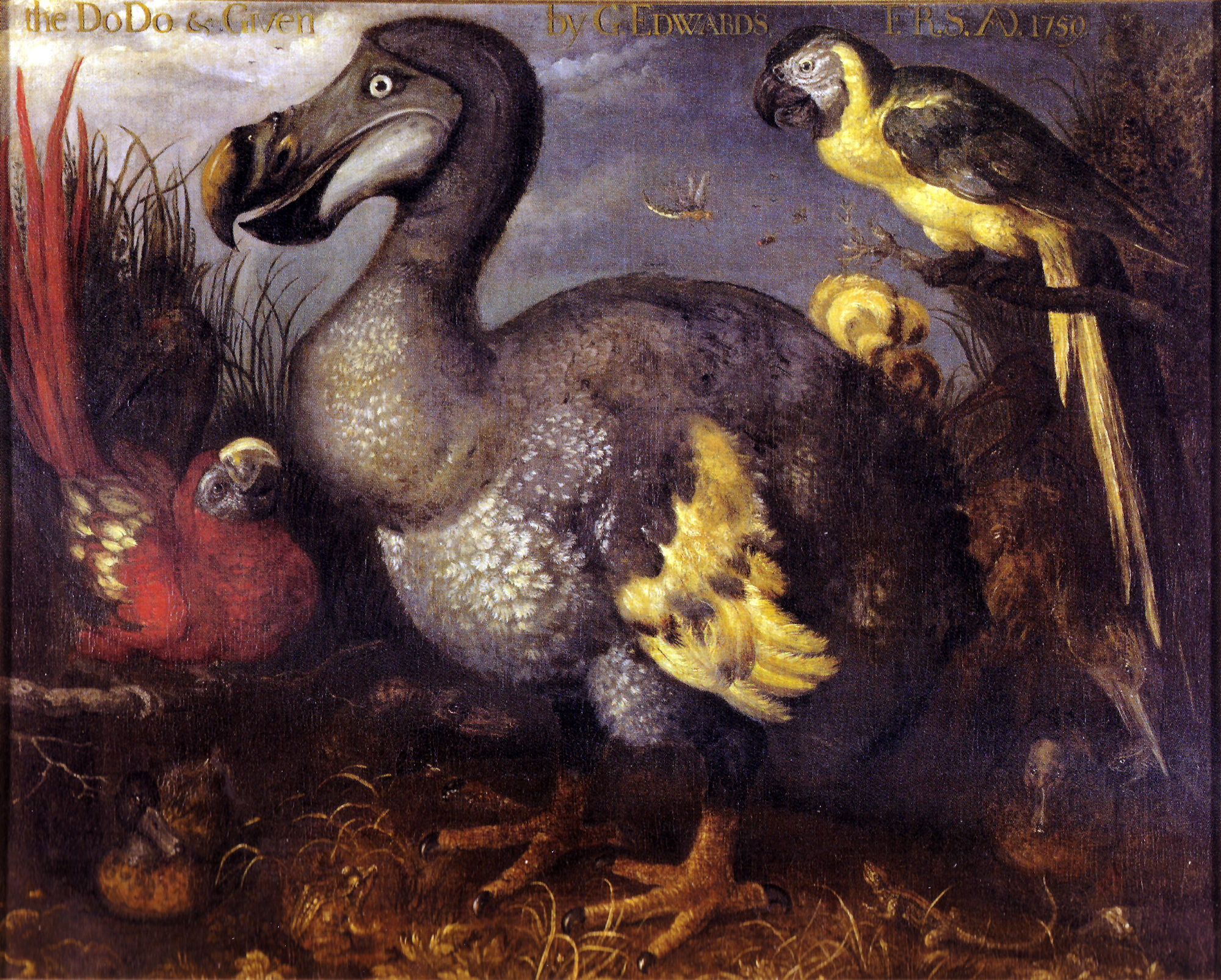 2000x1605 Fileedwards' Dodo.jpg - Dodo Painting