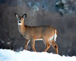300x240 Winter Doe Painting By Diane E Berry - Doe Painting