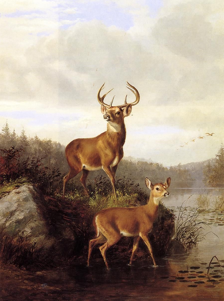 899x1206 Arthur Fitzwilliam Tait (1819 1905) Buck And Doe, 1878 - Doe Painting