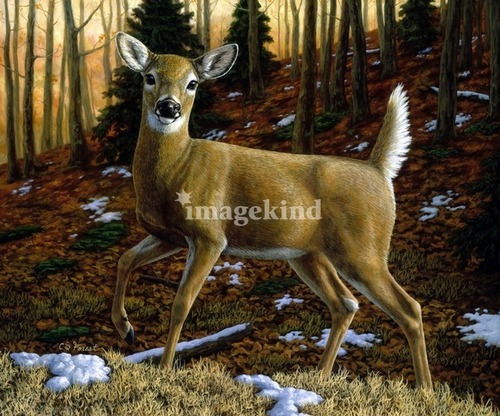 500x416 Deer Images Whitetail Doe Painting Wallpaper And Background Photos - Doe Painting