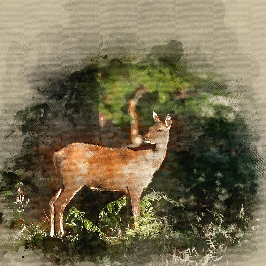 900x900 Digital Watercolor Painting Of Stunning Hind Doe Red Deer Cervus - Doe Painting