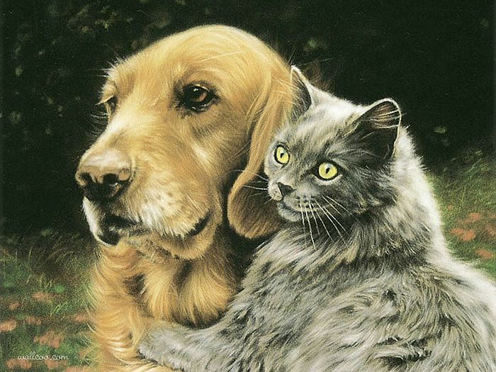 700x525 Dog And Cat - Dog And Cat Painting