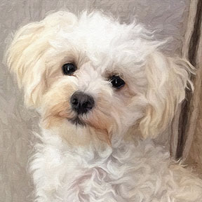 288x288 Pet Dog, Cat, Equine Paintings - Dog And Cat Painting