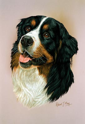 273x400 Bernese Mountain Dog Head Study Print Rmdh153 - Dog Head Painting