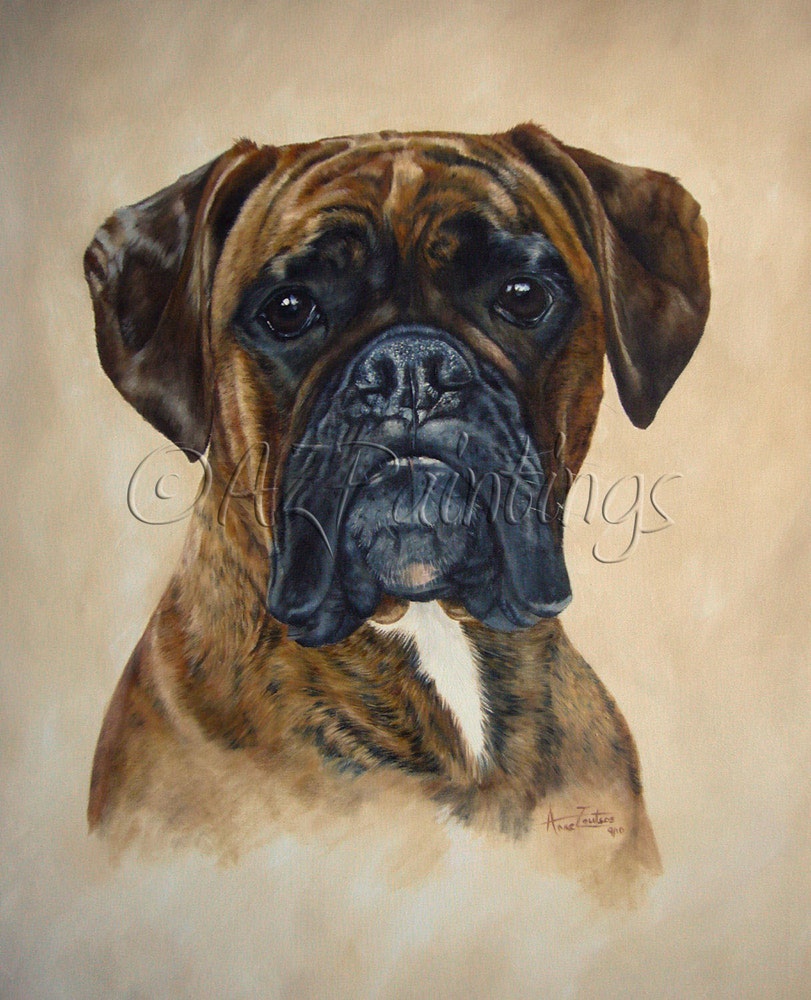 811x1000 Boxer Head Study - Dog Head Painting