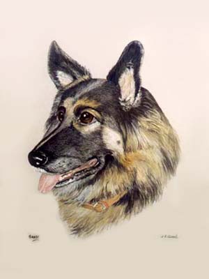 300x400 Dog Portraits German Shepherdsalsatian Sandy Painting By Isabel - Dog Head Painting