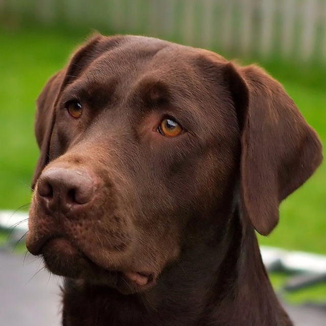 640x640 5d Diy Daimond Painting 3d Diamond Painting Rhinestones Diamant - Dog Head Painting