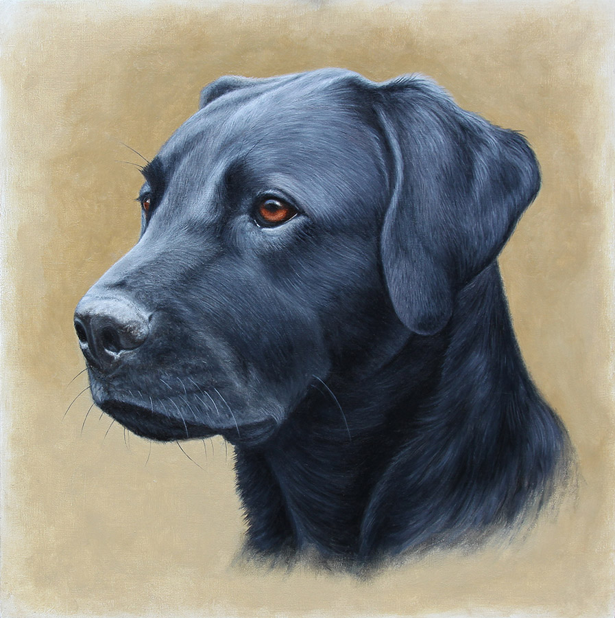 897x900 Dog Portraits In Oil Thoroughbredfineart - Dog Oil Painting