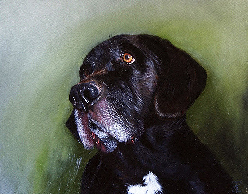 500x392 Oil Painting - Dog Oil Painting