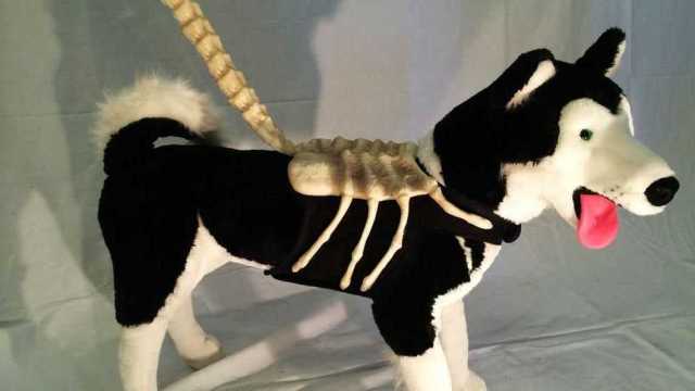 640x360 Alien Facehugger Dog Leash Will Walk Your Dog, Haunt Your Dreams - Dog On A Leash Painting