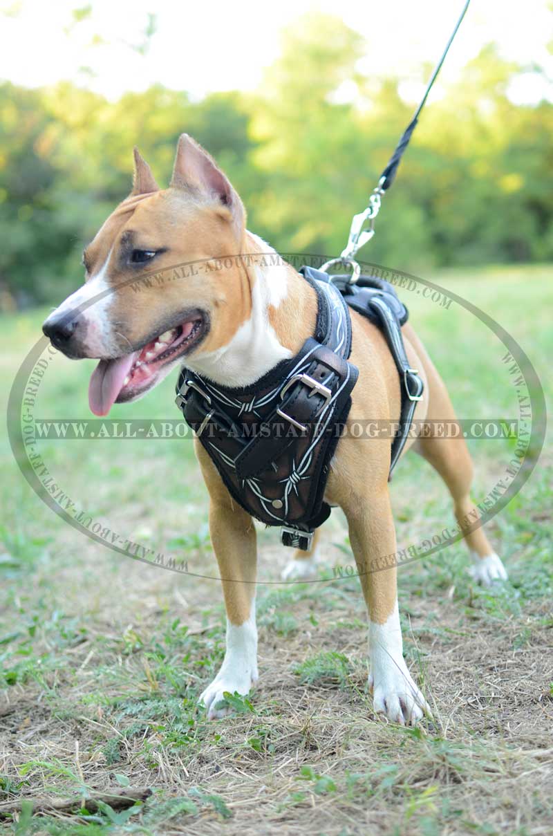 800x1209 Get Barbed Wire Leather Amstaff Harness Painted Product - Dog On A Leash Painting