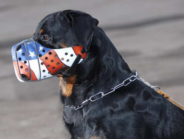 629x476 Hand Painted By Our Artists Leather Muzzle [M77ap1063 Rottweiler - Dog On A Leash Painting