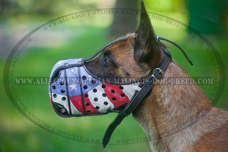 800x534 Leather Belgian Malinois Muzzle With Painted American Flag - Dog On A Leash Painting