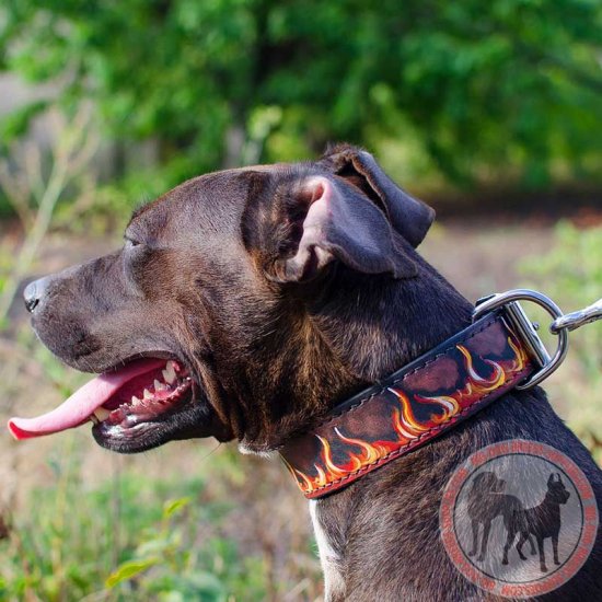 550x550 Leather Fancy Dog Collar Pitbull Breed Walking Training - Dog On A Leash Painting