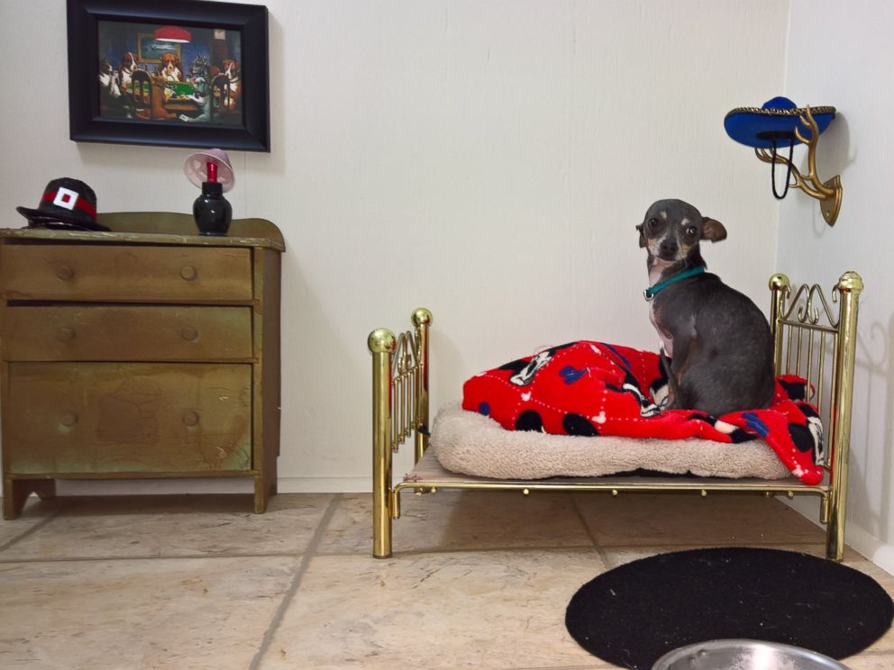 992x744 Chihuahua Has His Very Own Bedroom Under Woman's Stairs With Bed - Dog On Bed Painting