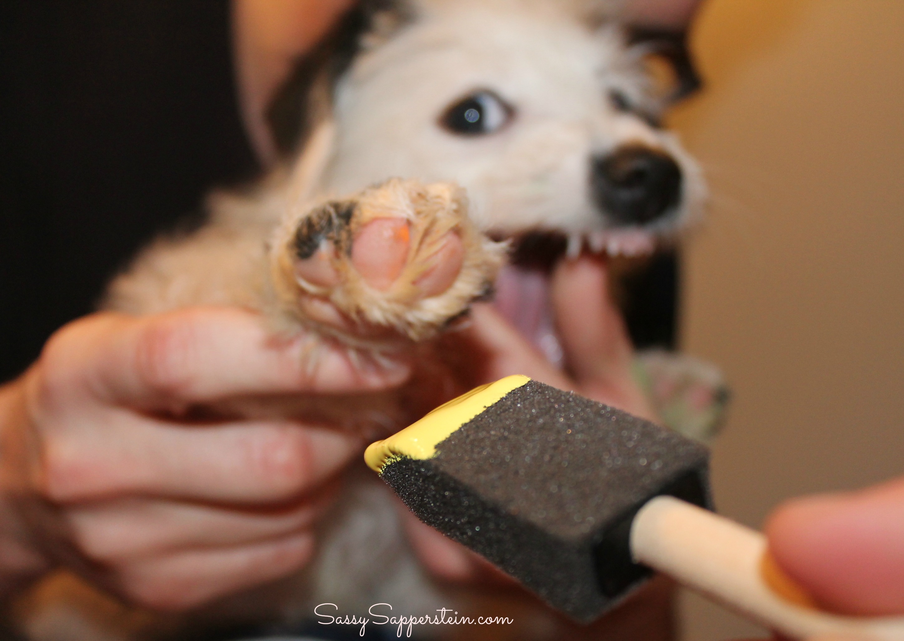 2897x2056 3 Step Paw Print Painting - Dog Paw Painting