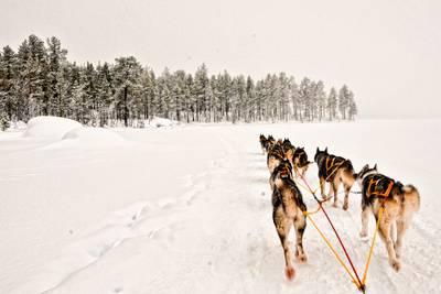 Dog Sled Painting at PaintingValley.com | Explore collection of Dog ...