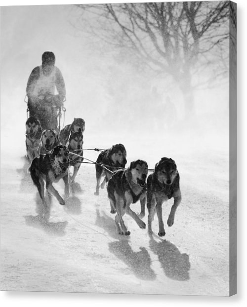 500x622 Dog Sled Canvas Prints Fine Art America - Dog Sled Painting