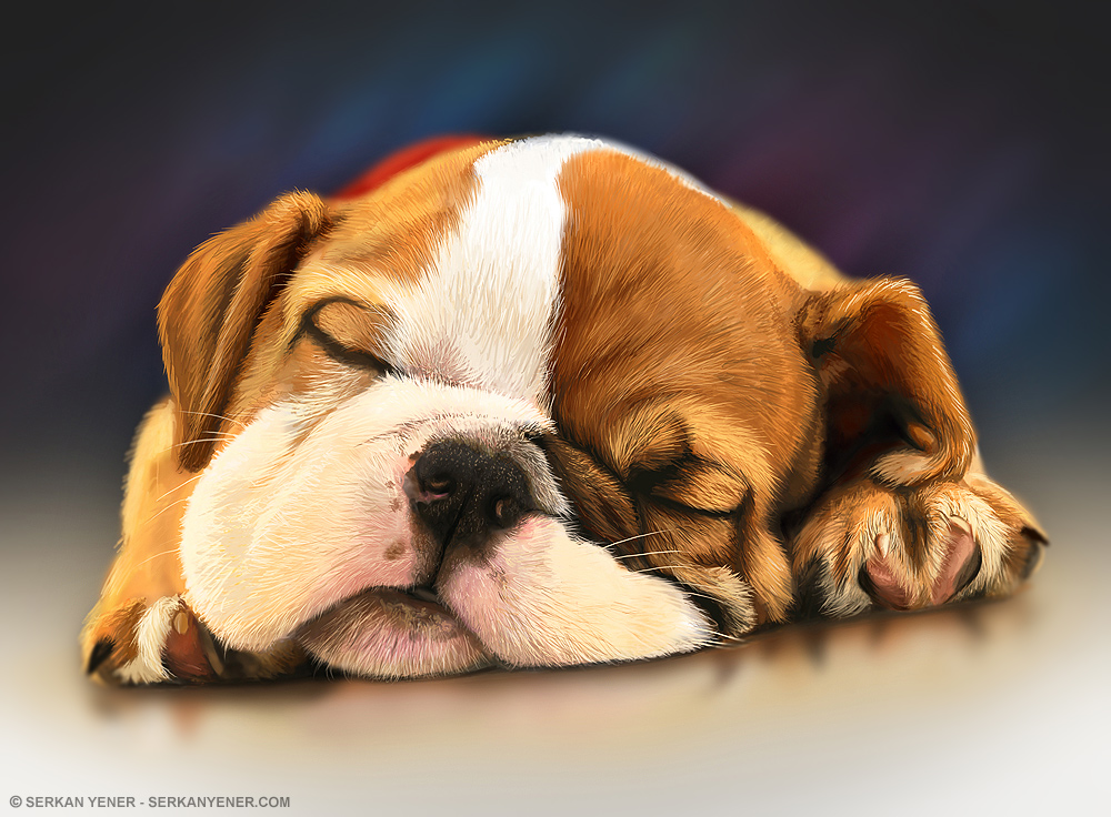 1000x736 Digital Painting Of A Sleeping Dog - Dog Sleeping On Bed Painting