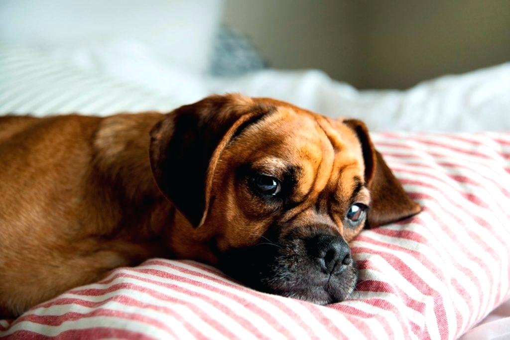 1024x683 Dog Sleeping Bed Dog Asleep On Bed Painting - Dog Sleeping On Bed Painting