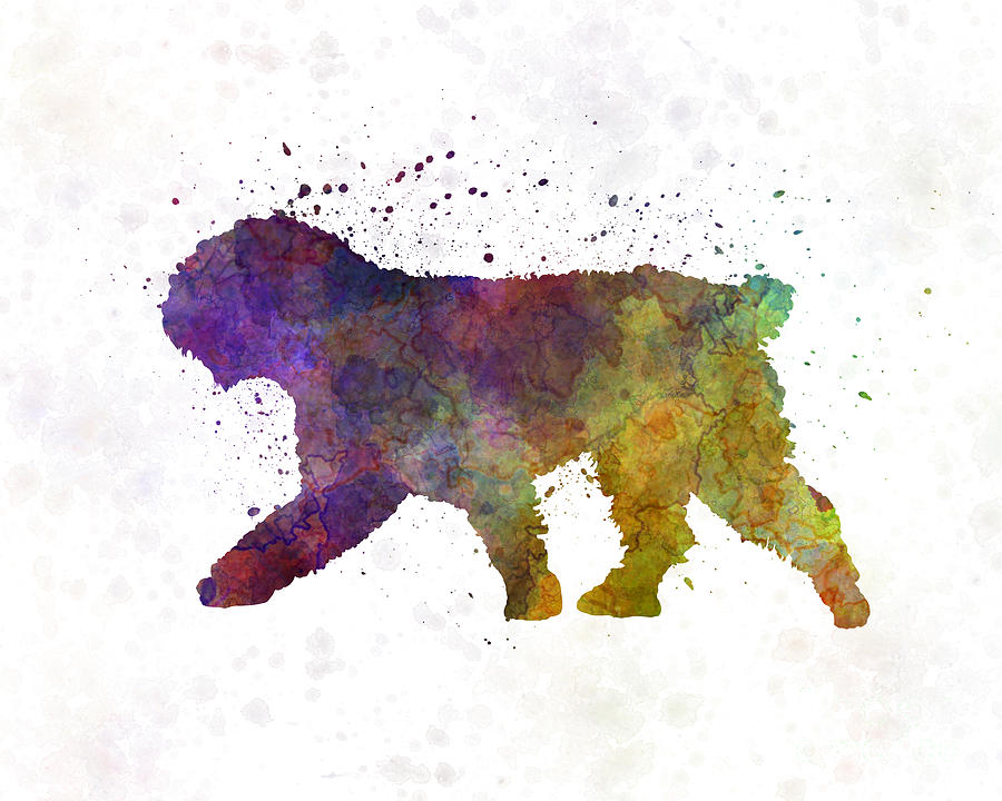 900x720 Spanish Water Dog In Watercolor Painting By Pablo Romero - Dog Watercolor Painting