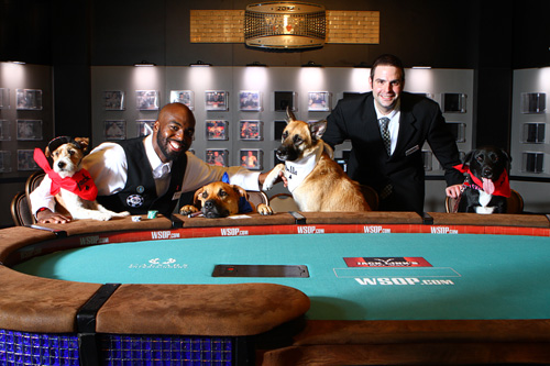 500x333 Dogs Playing Poker Wallpaper - Dogs Play Poker Painting
