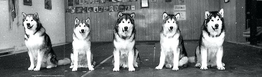 861x255 Dogs Playing Poker Original Resume Pro - Dogs Playing Poker Painting Price