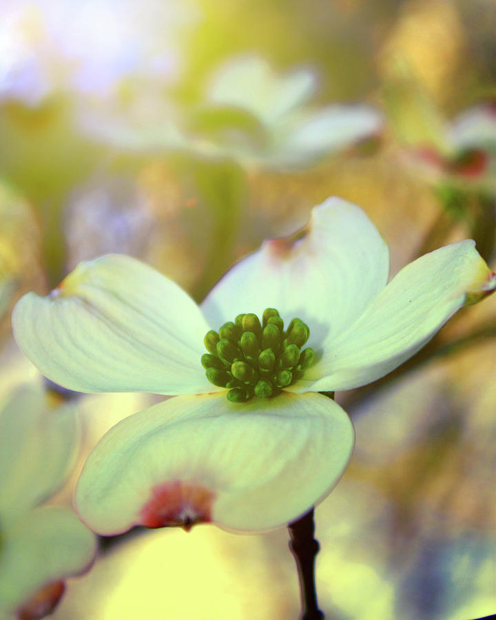 720x900 North Carolina Dogwood State Flower Painting By Gray Artus - Dogwood Flower Painting