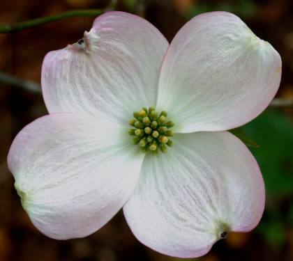 420x375 Painting Dogwood Flowers - Dogwood Flower Painting