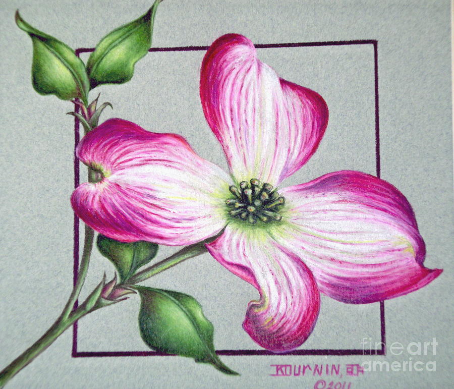 900x771 Pink Dogwood Blossom Painting By Klaudia Durnin - Dogwood Flower Painting